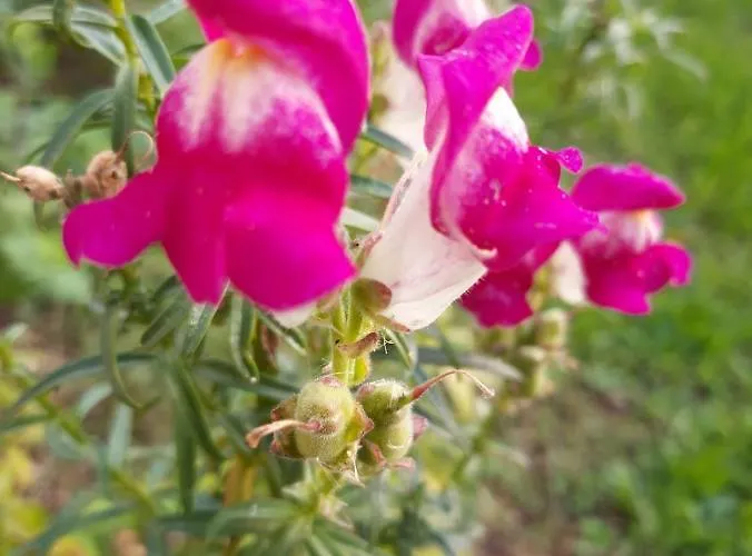 Anton * بوريتش