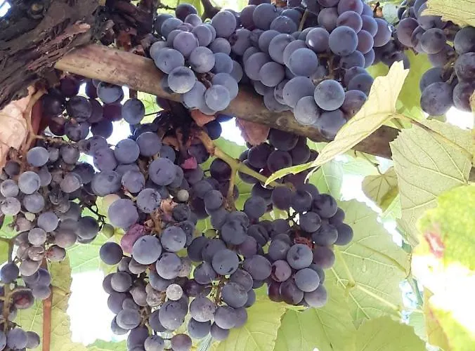 Appartement Anton Poreč